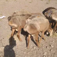 بره نر چینی قندوزی