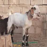 دوتا نری رشتی چاق و خوشگل
