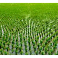 فروش ۳۵۰۰ متر زمین کشاورزی در روستای میانگفشه