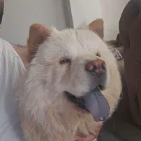 سگ چاو چاو