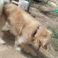 جسی|پرنده|شاهرود, |دیوار