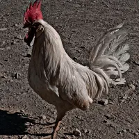 خروس فروشی|حیوانات مزرعه|گلپایگان, |دیوار