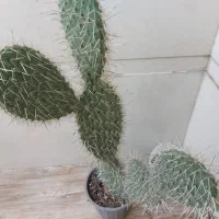کاکتوس