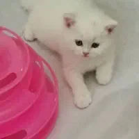 اسکاتیش و بریتیش های عروسکی دو ماه و نیمه