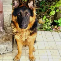 سگ ژرمن اصل