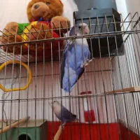 کوتوله برزیلی