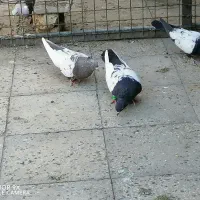 سینه