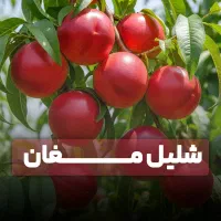 فروش نهال شلیل مغان ارسال فوری