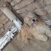 سگ نر