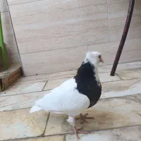 جوجه طوقی
