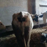 سه تا گاو بوغاز