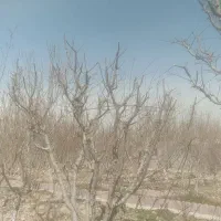 هرس درختان میوه وفرم دهی درختان غیره مثمر|خدمات باغبانی و درختکاری|اسلام‌شهر, مظفریه|دیوار