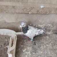 کفتر کویتی وسار|پرنده|تربت‌حیدریه, ۴۵ متری|دیوار