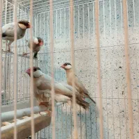 فنچ نرگسی(مصری) تعداد|پرنده|شیراز, قصرالدشت|دیوار