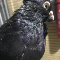 دوتا زاغ ا نر چشم‌نوک سفید مست