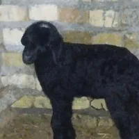 برده زیرمیشی3 روزه درشت ماده