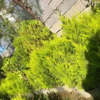 فروش لاوسون(کاج طلایی)|گل و گیاه طبیعی|کتالم و سادات شهر, |دیوار