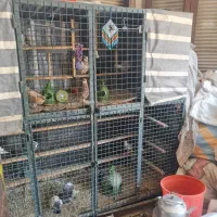 گنجه کبوتر کفتر زد سرقت چرخ دار