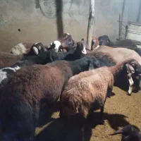 گوسفند|حیوانات مزرعه|رامیان, |دیوار