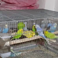 مرغ عشق