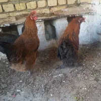 بوقلمون ومرغ وخروس|حیوانات مزرعه|کاشان, خلیج فارس|دیوار