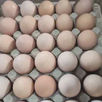 پخش عمده تخم مرغ محلی
