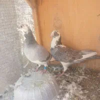 نر ماد مسافتی|پرنده|نرماشیر, |دیوار