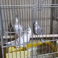 طوطی‌عروس‌ البینو