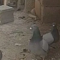کبوتر