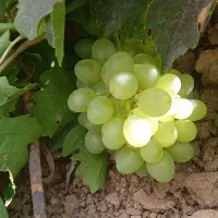 فروش انگور