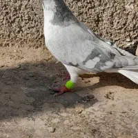 طوقی سیاه نر،ساده سبز نر،کله بادمجان نر|پرنده|قوچان, |دیوار