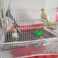 عروس هلندی