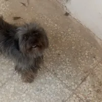 پاکوتاه باادب