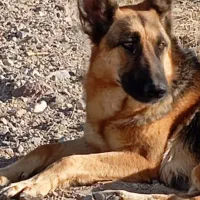 واگذاری ژرمن