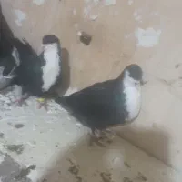 کبوتر رنگه ومسافتی