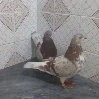 دلیل‌اگهیم‌کمبودجاس‌مستعجریم‌بیشترشون‌دونه‌۳۰۰‌|پرنده|بابل, |دیوار