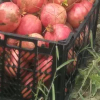 انار ملس آ.ث.