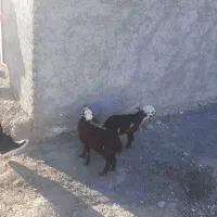 بره‌ماده‌‌افشار‌پلنگی‌خرج‌خور‌‌دوقلو