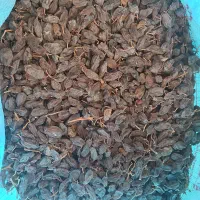 فروش کشمش و مویز(سیاه و رطبی)بش|خوردنی و آشامیدنی|شیراز, گویم|دیوار