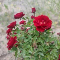 فروش-باغ-ویلایی-دراسکو