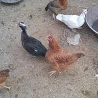 اردک اسرایلی|حیوانات مزرعه|دینور, |دیوار