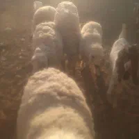 قوچ میش کاور زیر قیمت|حیوانات مزرعه|زیرآب, |دیوار