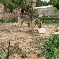 توله سگ سراب اصیل