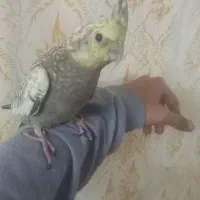 عروس هلندی جوجه۴عدد۳ماه دستی