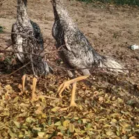 چهار عدد جوجه لاری اوشامای هندی|حیوانات مزرعه|خوی, |دیوار