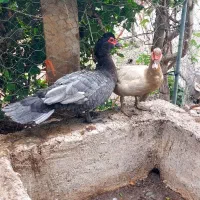 جوجه اردک اسرائیلی رنگ دودی