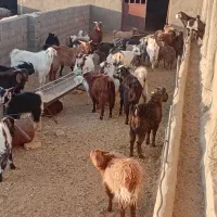 کره نر وماده|حیوانات مزرعه|نیر (یزد), |دیوار