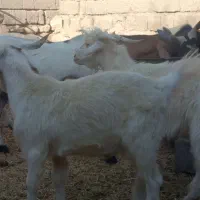 بزغاله