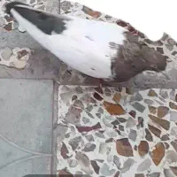 کبوترسینه سیاه دوکت سفید ماده.گمشده