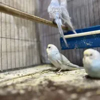 ۲جفت مرغ عشق مولد جوجه بده